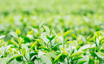 茶叶防伪标签